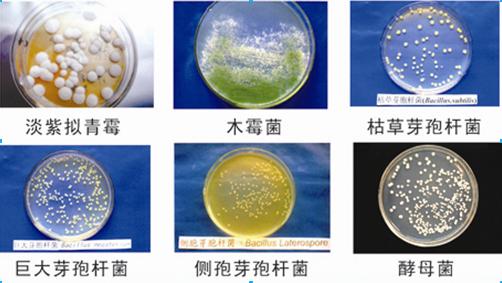 微生物技术