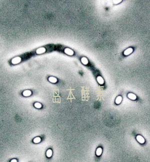 EM菌使用效果介绍