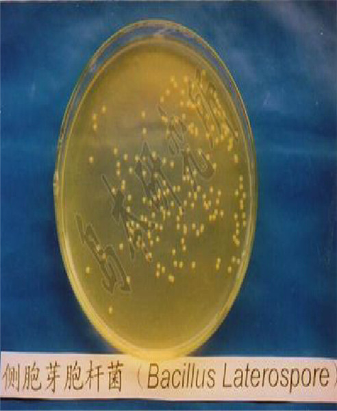 单一菌种侧孢芽孢杆菌介绍