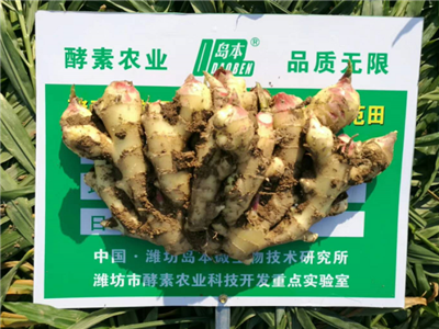 岛本酵素农法“减肥增效”科技成果试验圆满成功