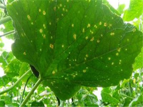 岛本酵素微生物菌剂对黄瓜“黄点病”的防治研究