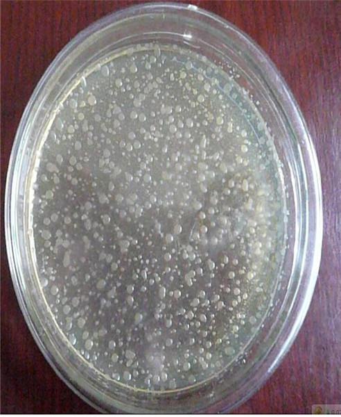 微生物发酵过程