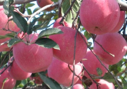 酵素农业技术之苹果第三季度调理方案（7~9月）