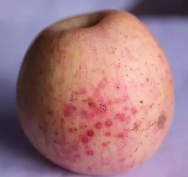 岛本酵素农业技术之苹果黑红点病的识别及防治