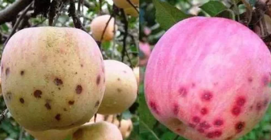 岛本酵素农业技术如何从根源上解决苹果苦痘病的发生