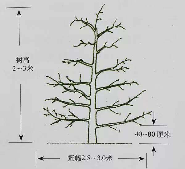 酵素农业苹果篇——苹果生育期酵素微生物套餐肥施用指导意见（一）