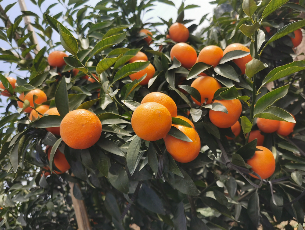 酵素农业技术：柑橘休眠期至花芽分化期病虫害预防技术
