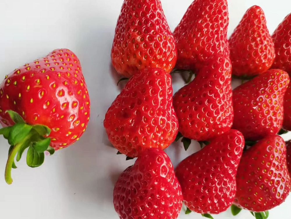 酵素农业科技体系建设之完成酵素草莓标准化种植方案并发表科技论文