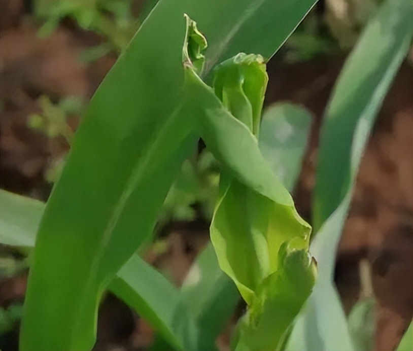 不同作物缺钙症状及酵素菌肥防治技巧