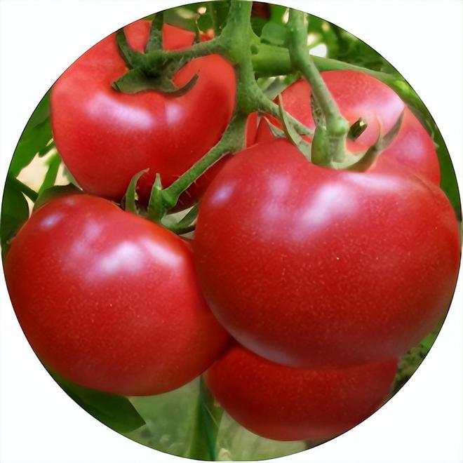 酵素农业技术：酵素菌肥在番茄上的应用