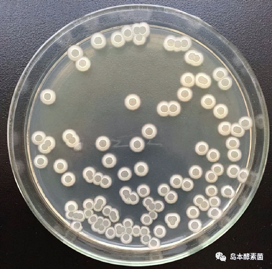 解淀粉芽孢杆菌及其作用机理