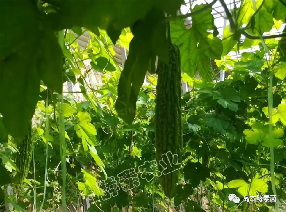 岛本酵素生物闷棚奇效显：灭掉了线虫杀死了病菌，土壤还得到改良