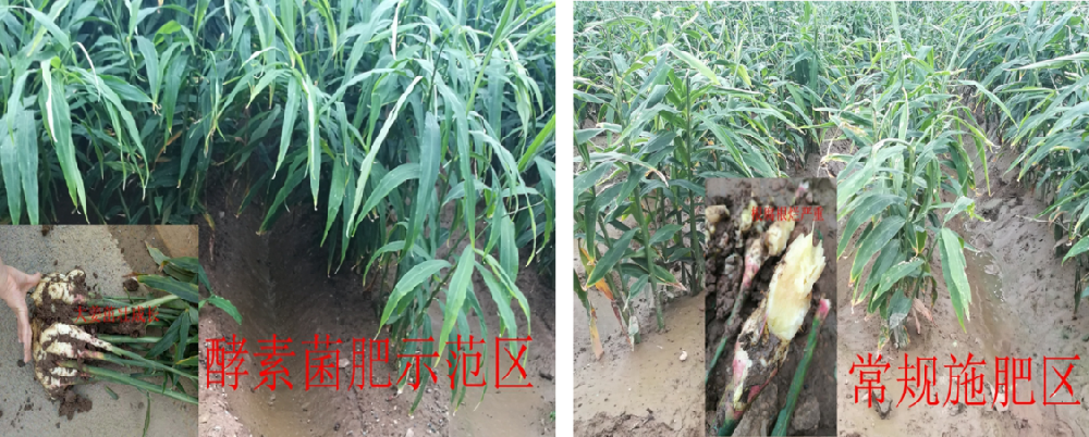微生物肥料是如何在土壤中发挥作用的？