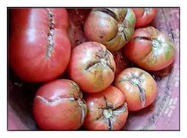 西红柿裂果品质差啥原因？怎么预防？