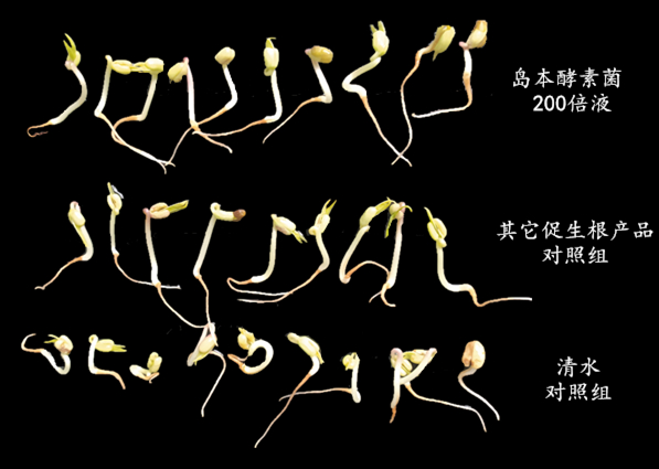 岛本酵素菌技术,养根促生防腐烂,生态环保又优质!