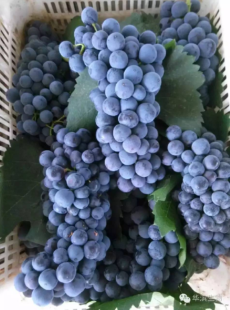 酵素农业技术:葡萄科学施肥高产技术方案及案例效果展示