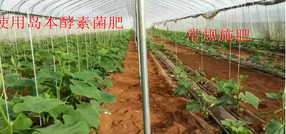 使用微生物肥料可以提高土壤和作物的抗旱性能吗？