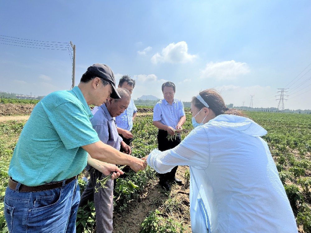 潍坊岛本微生物技术研究所把酵素农业技术送到广阔的田野上