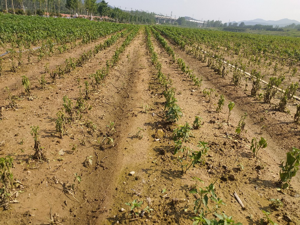 多雨夏季农作物受涝后如何补救？