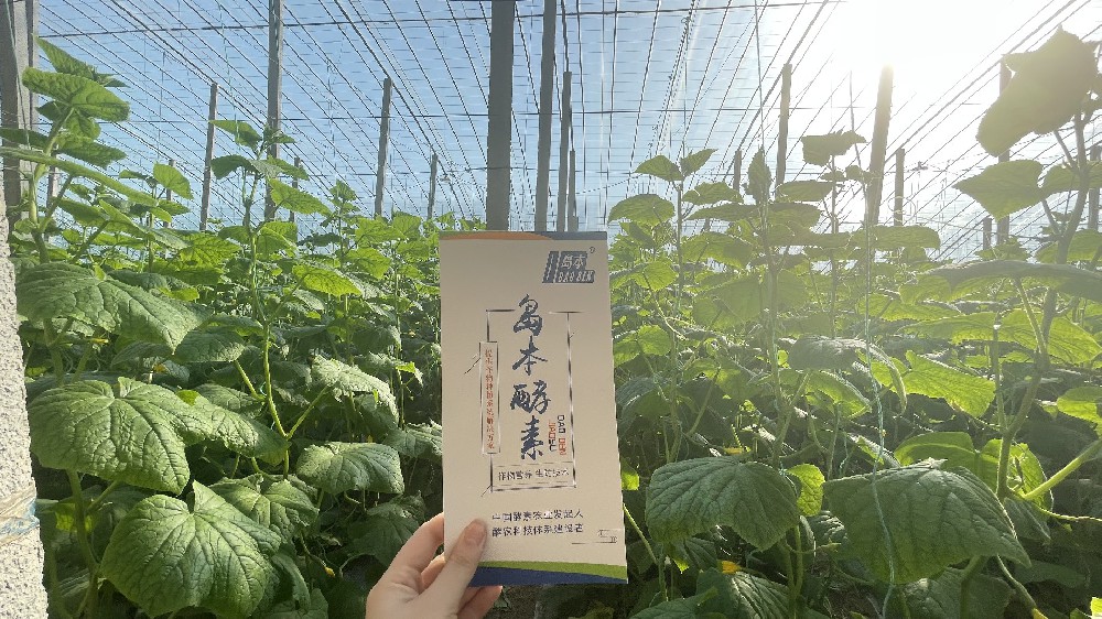 岛本酵素菌肥在抑制根结线虫上的应用效果