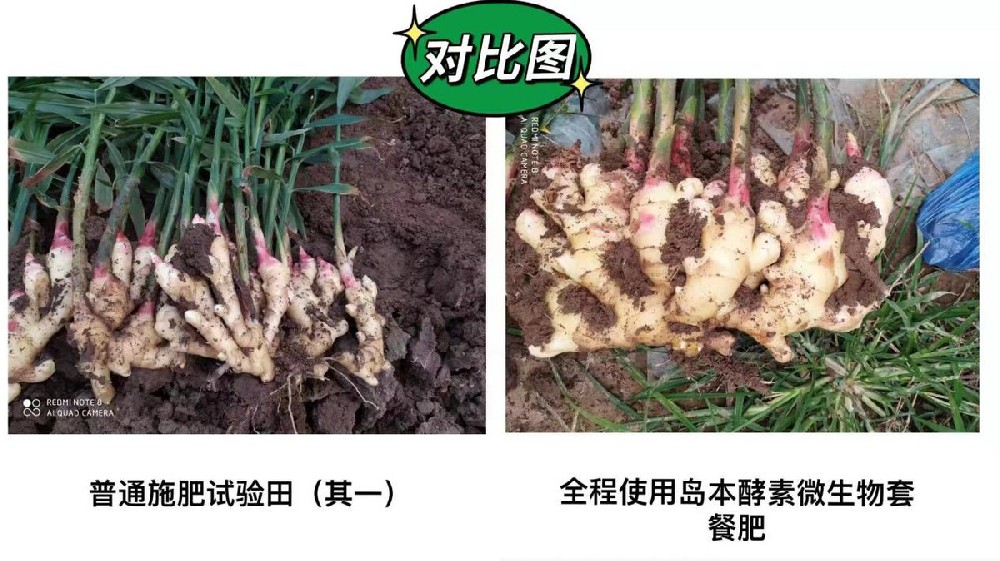 生姜姜瘟、癞皮等病虫害问题酵素菌微生物套餐肥解决方案及效果展示