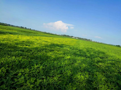 雨后花生大面积黄化怎么办？