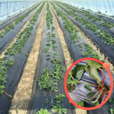 草莓移栽定植后如何提高成活率？