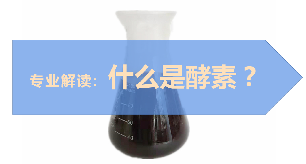 专业解读：什么是酵素？