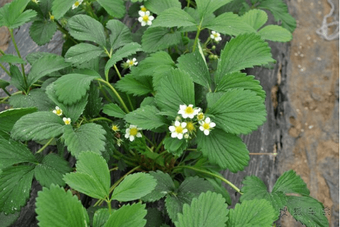 草莓苗期如何控制旺长，促花芽？