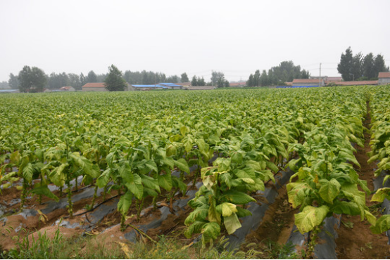 高品质烟草岛本酵素菌种植技术及案例效果
