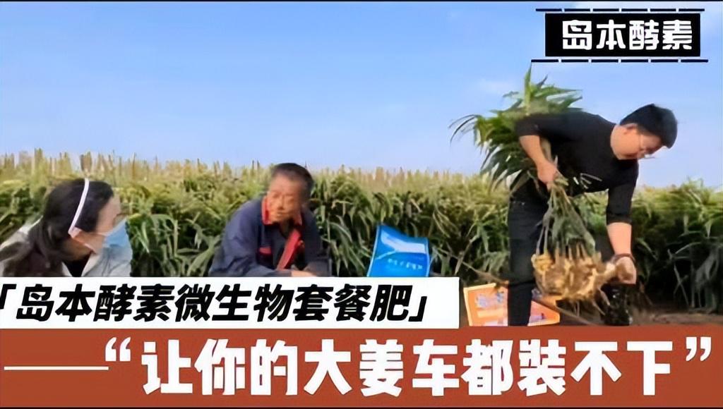 丰收时刻，岛本酵素与您分享大姜收获的喜悦，高产的秘诀！