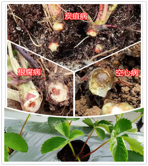 草莓定植后总死棵，炭疽病、空心病还是根腐病？