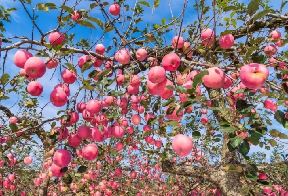 苹果上色、高产丰收的酵素菌技术