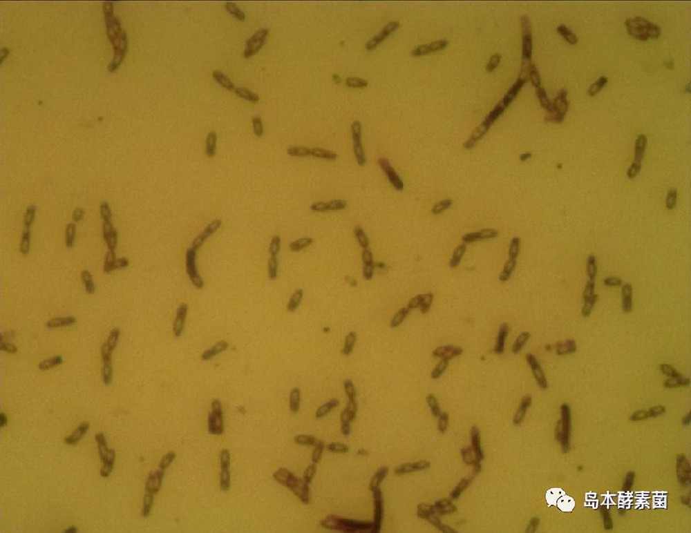 芽孢杆菌是否为微生物肥料首选菌种？