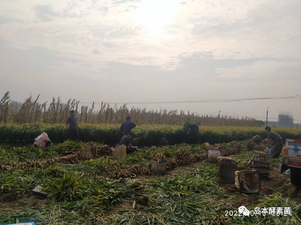 酵素菌技术破解大姜多年重茬连作的成功案例——姜胖土沃病害少！