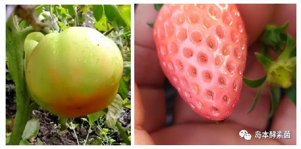 冬季大棚种植草莓、西红柿等农产品着色慢、上色差怎么办？