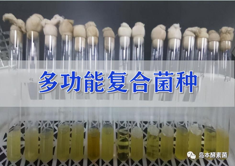 如何确定微生物肥料生产的优化配方及其培养条件？