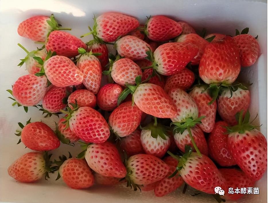 冬季草莓膨果期白化、软腐怎么办？如何不用激素安全快速膨果？