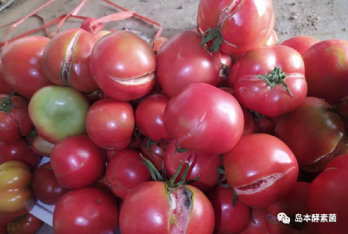 番茄种植老裂果怎么办？