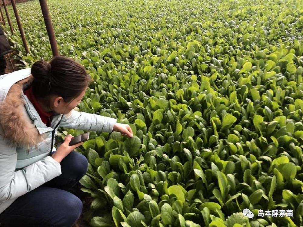 小青菜+大科技（酵素菌技术）=轻轻松松种出抢手有机菜