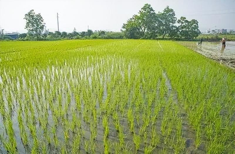 岛本酵素菌微生物技术预防水稻烂秧、修复冻害小麦，为春耕保驾护航！