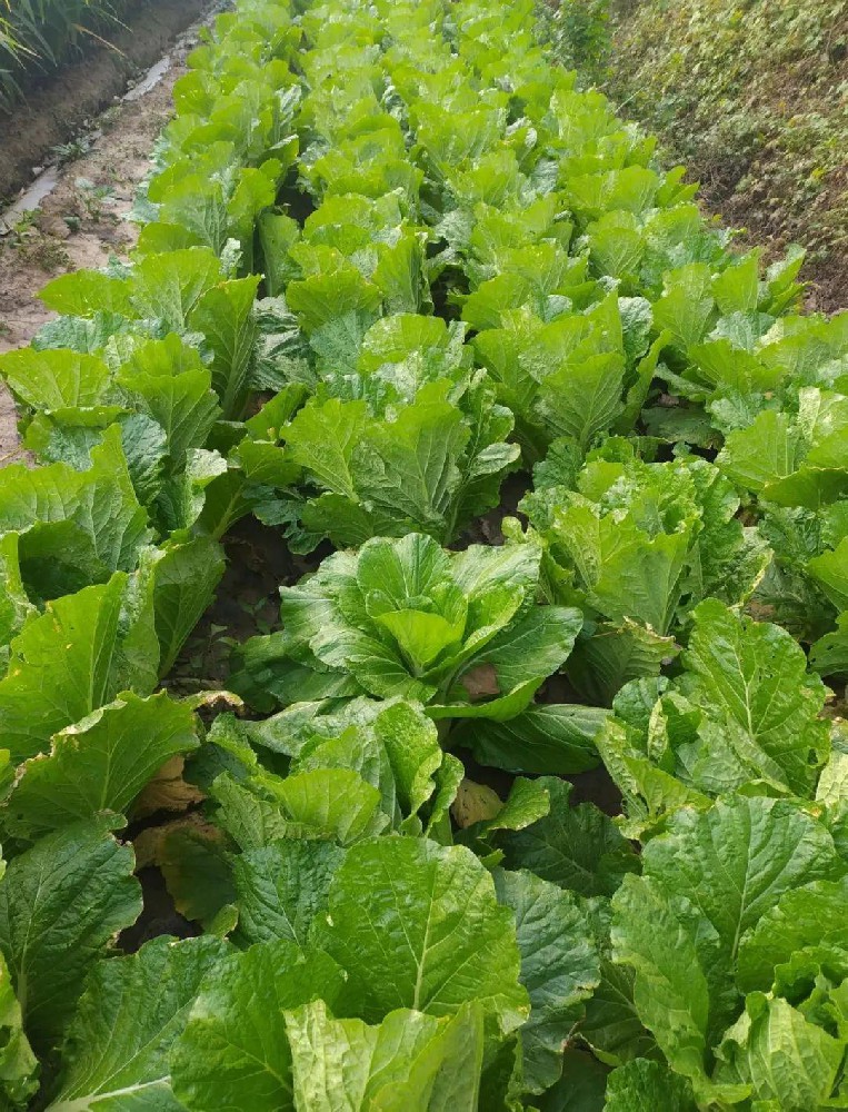 岛本酵素|在蔬菜种植中如何选用微生物肥料产品？