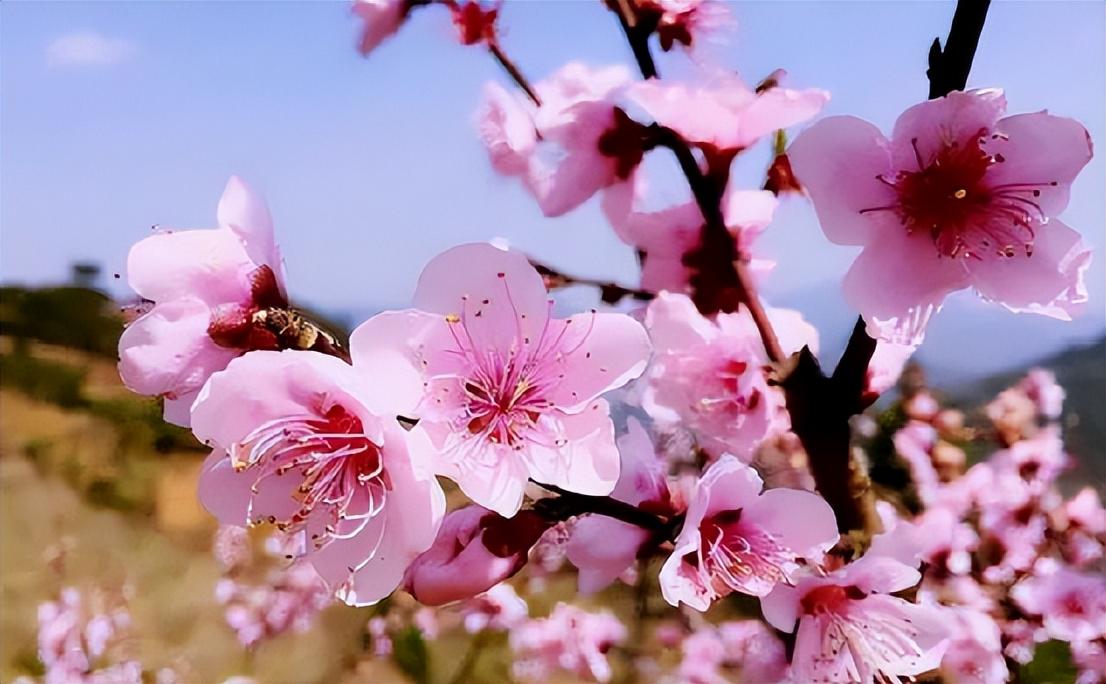 桃树花开图
