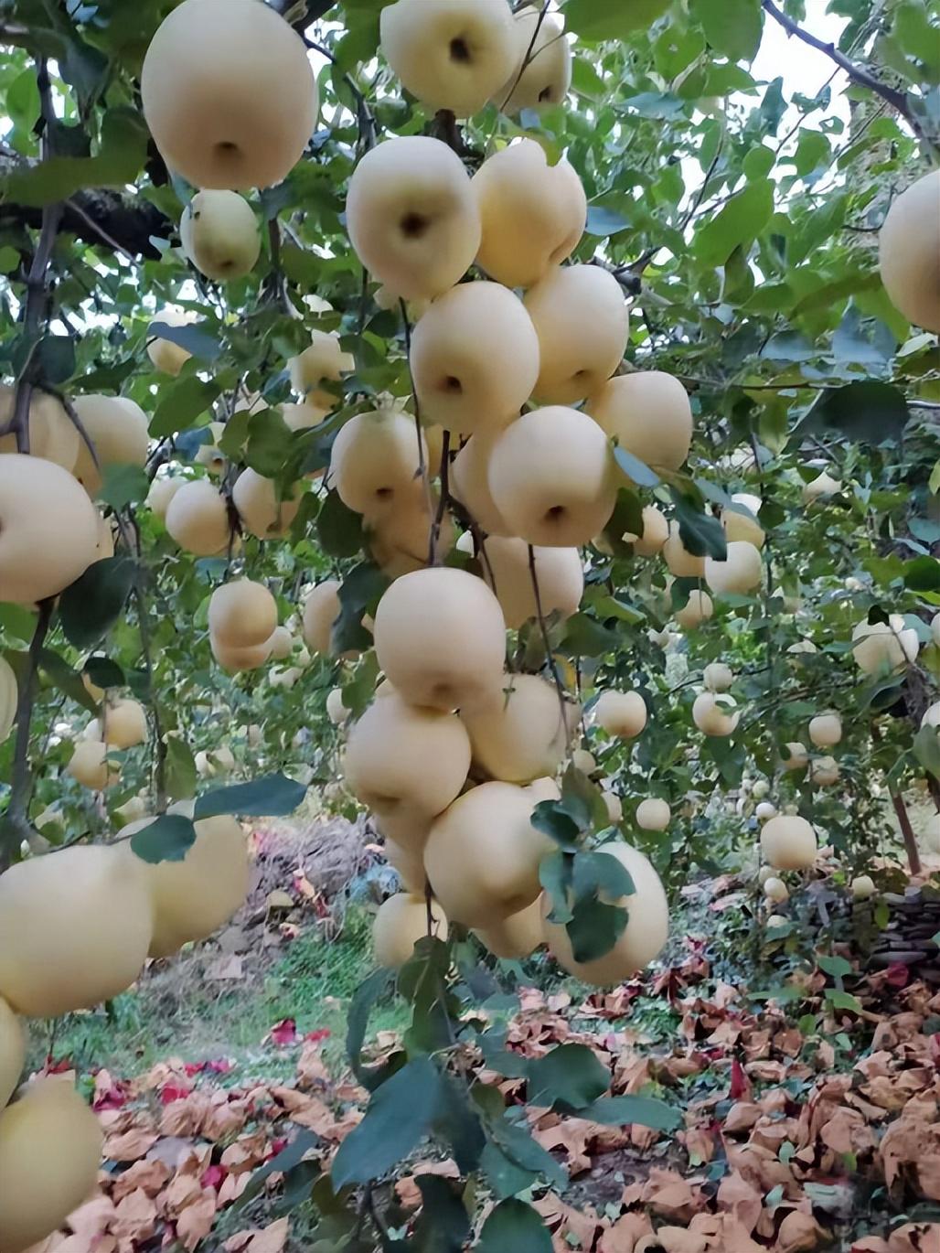 苹果多而表光好