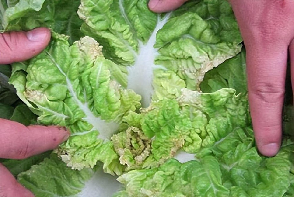 夏季大白菜不包心，有的还干烧心，是缺钙吗？如何解决？