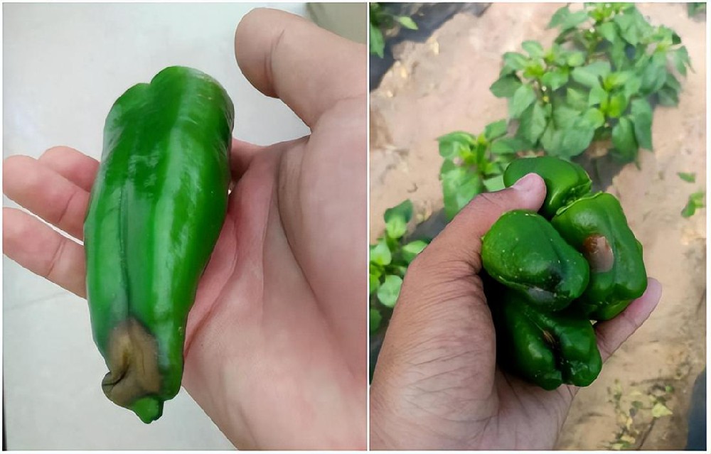 辣椒脐腐果、落果怎么办？有没有好办法提前预防缺素？
