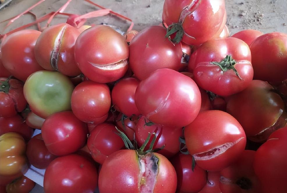 番茄种植如何科学施肥防裂果？