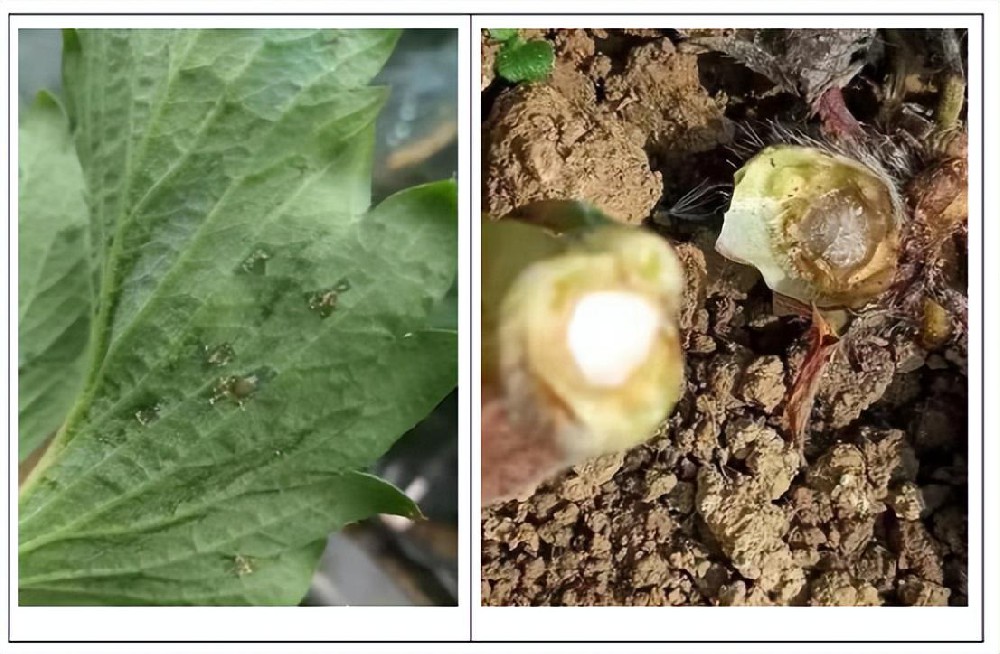 如何预防草莓“断头病”（细菌性角斑病），促花芽分化？