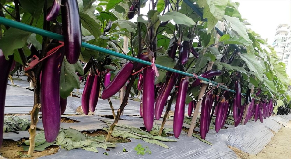 茄子种植酵素菌技术生态施肥方案
