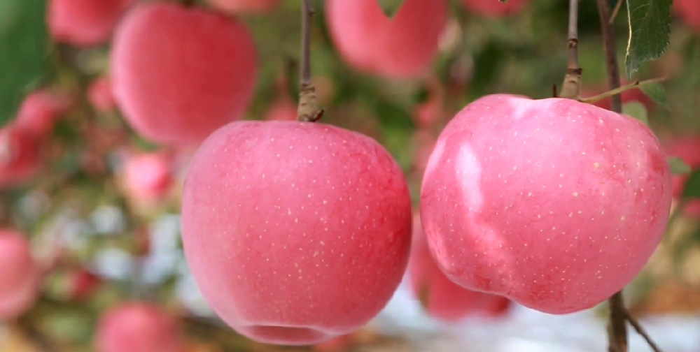植物营养新科技，岛本酵素菌技术助力苹果高产高品质